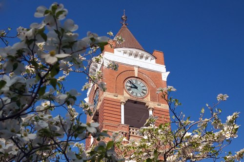 A clock tower peeks through blooming white flowers against a clear blue sky.