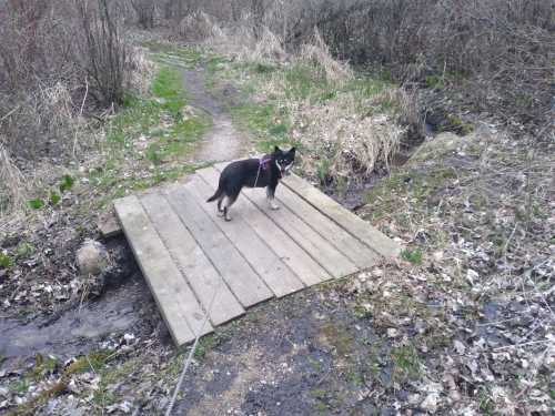 A black dog stands on a wooden bridge over a small stream, surrounded by a grassy, wooded area.