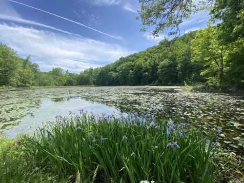 A serene pond surrounded by lush greenery and blooming flowers under a clear blue sky.