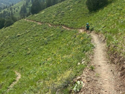 A hiker walks along a winding trail through a lush green hillside with wildflowers.