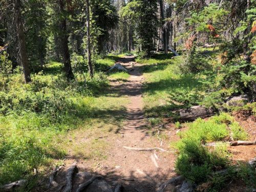 A dirt path winding through a lush forest with green grass and trees on either side.