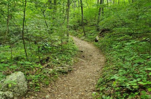 A winding dirt path through a lush green forest, surrounded by trees and foliage.