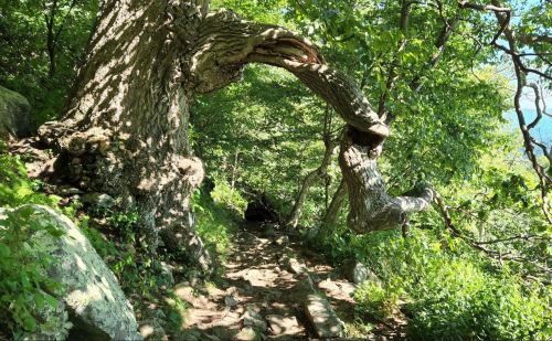 A winding path through a lush forest, featuring a large, twisted tree arching over the trail.