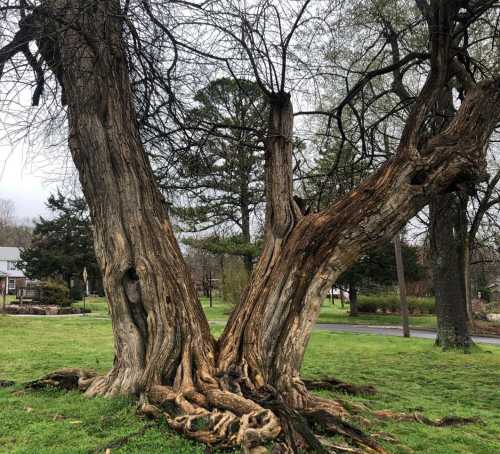 A large, gnarled tree with a thick trunk and exposed roots, surrounded by grass and other trees in a park setting.