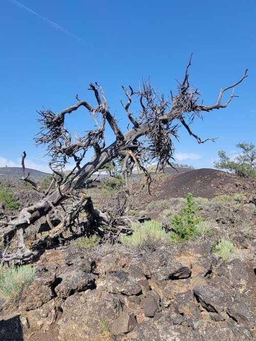 A gnarled, dead tree stands against a blue sky, surrounded by rocky terrain and sparse vegetation.