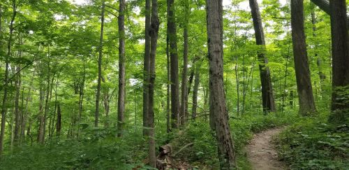 A winding dirt path through a lush green forest with tall trees and dense foliage.