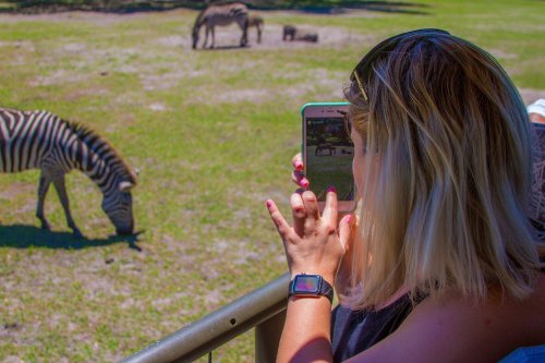 A person takes a photo of zebras in a grassy area while enjoying a day at the zoo.
