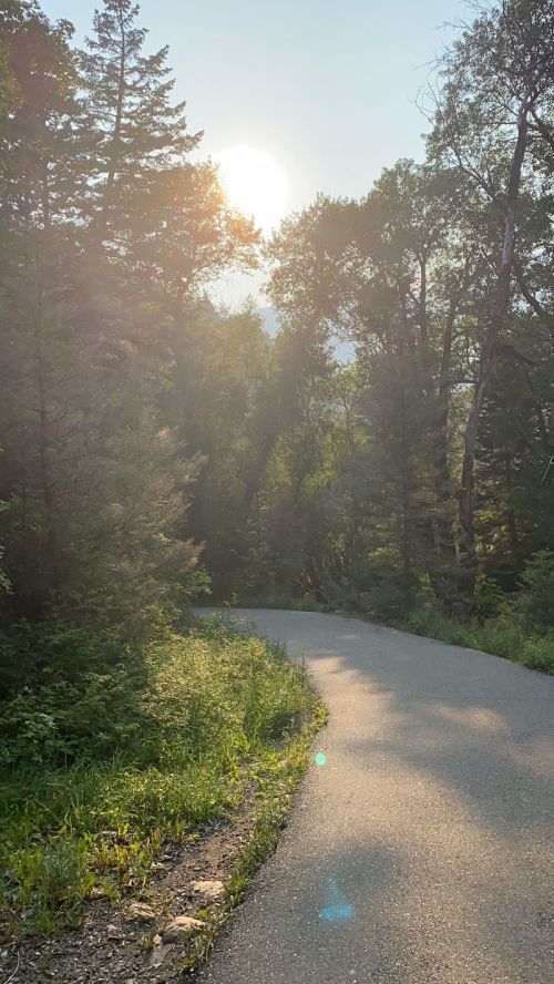 A winding path through a lush forest, with the sun shining softly in the background.