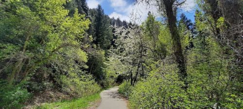 A winding path through a lush green forest with blooming trees under a bright blue sky.