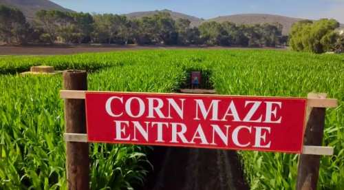 A bright red sign reading "CORN MAZE ENTRANCE" in front of a lush green cornfield under a clear blue sky.