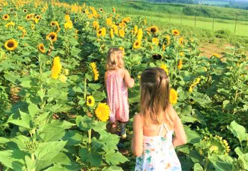 Two children walking through a field of tall sunflowers on a sunny day.