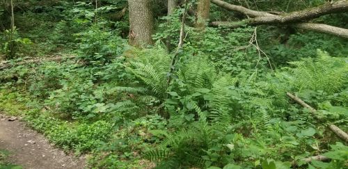 Lush green ferns and plants along a forest path, with trees and fallen branches in the background.