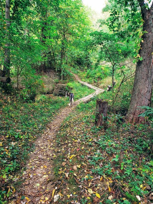 A dog walks along a leaf-covered trail in a lush, green forest with trees and fallen logs.