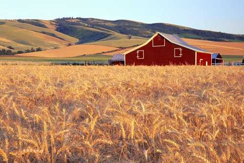 A red barn stands in a golden wheat field, with rolling hills in the background under a clear blue sky.