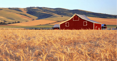 A red barn stands in a golden wheat field, with rolling hills in the background under a clear blue sky.