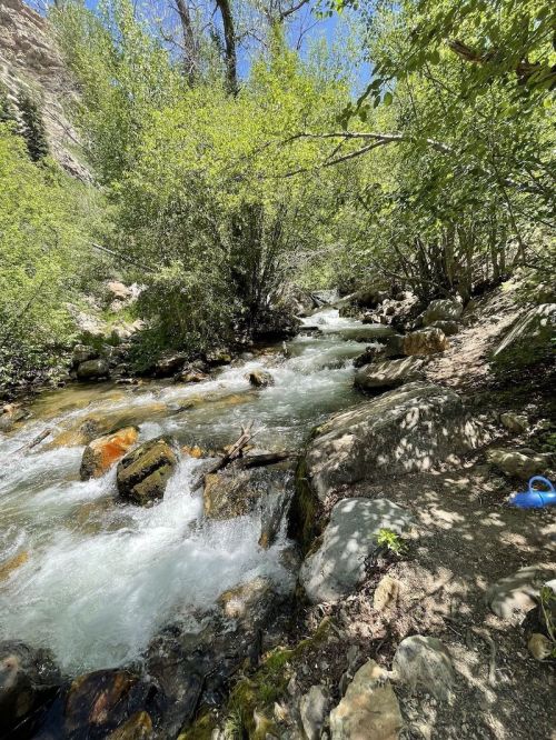 A serene stream flows through a lush green forest, surrounded by rocks and trees under a clear blue sky.