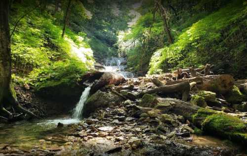 A serene forest scene featuring a small waterfall cascading over rocks, surrounded by lush greenery and fallen logs.