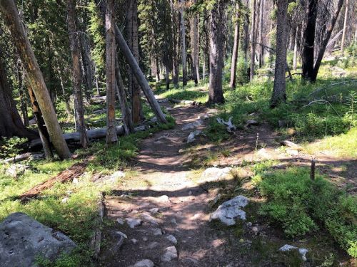 A winding dirt path through a lush forest with tall trees and scattered rocks. Sunlight filters through the foliage.