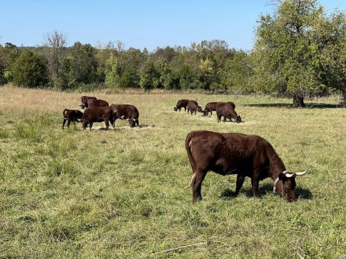 A group of brown cows grazing in a sunny, green pasture with trees in the background.