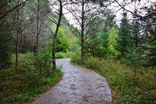 A winding path through a lush forest with trees and greenery on either side.