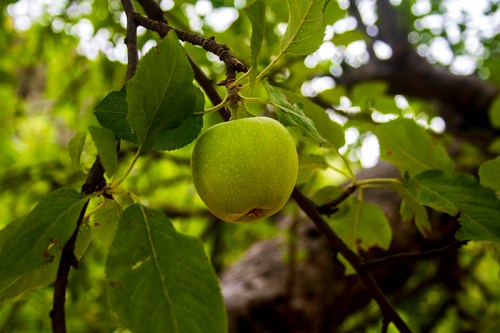 A green apple hanging from a branch surrounded by lush green leaves.