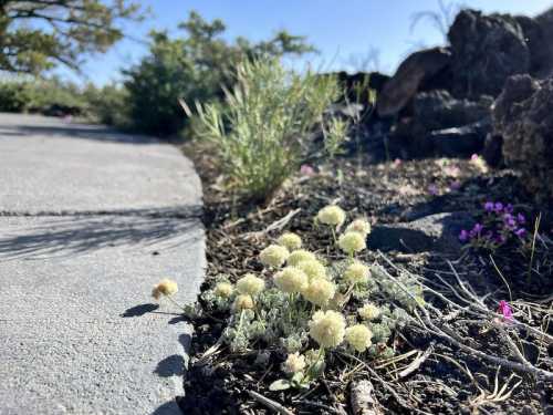 A close-up of small white flowers growing beside a winding concrete path, with greenery and rocks in the background.