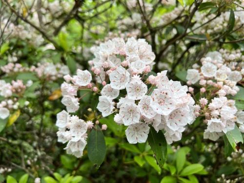 A cluster of delicate white flowers with pink accents surrounded by green foliage.