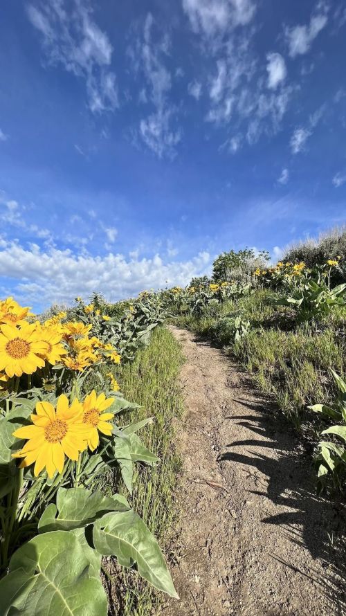 A dirt path winds through vibrant yellow sunflowers under a blue sky with scattered clouds.