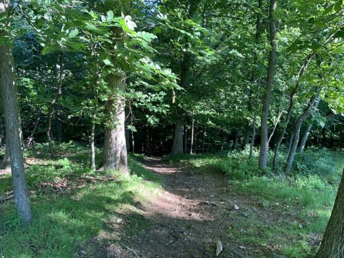 A sunlit forest path winding through lush greenery and tall trees.