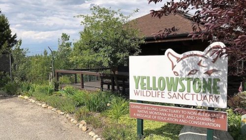 Sign for Yellowstone Wildlife Sanctuary, promoting education and conservation of non-releasable native Montana wildlife.