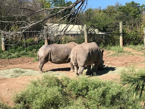 Two rhinoceroses grazing on grass in a sunny outdoor enclosure surrounded by greenery.