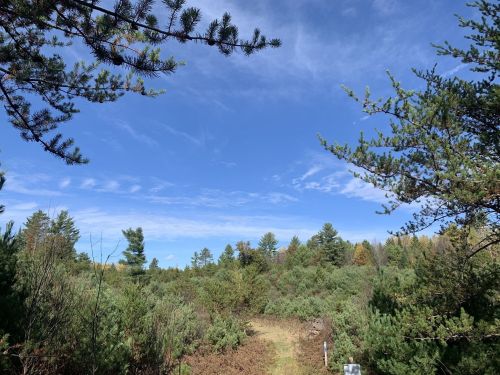 A clear blue sky above a lush green forest with a visible path leading through the trees.