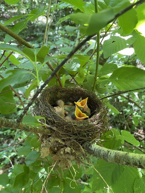 A bird's nest in a tree with several hungry chicks peeking out, surrounded by green leaves.