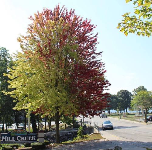 A vibrant tree with red and yellow leaves stands near a road, with a sign for Mill Creek in the foreground.