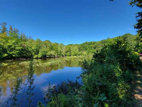 A serene pond surrounded by lush greenery under a clear blue sky, reflecting the trees and plants.