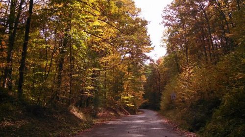A winding road surrounded by vibrant autumn trees in shades of orange and yellow.