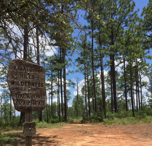 Sign for Kisatchie Hills Wilderness and Backbone Trailhead, surrounded by tall pine trees and a clear blue sky.