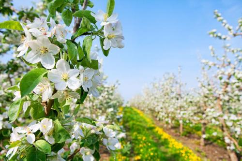 Blossoming apple trees in a sunny orchard, with white flowers and green leaves lining a vibrant green path.