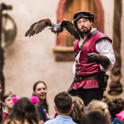 A man in period costume holds a bird of prey, while an audience of children watches in a lively outdoor setting.