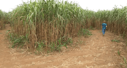 A child walks through a tall field of green crops, surrounded by dense vegetation and a dirt path.