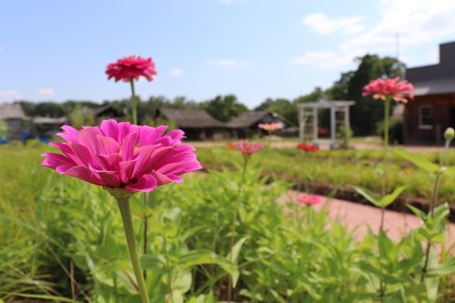 A close-up of vibrant pink flowers in a lush garden, with a blurred background of greenery and buildings under a blue sky.