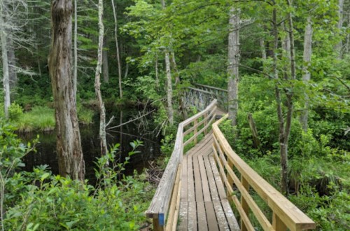 A wooden boardwalk winds through a lush green forest, leading over a tranquil waterway.