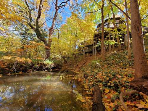 A serene forest scene with vibrant autumn leaves, a clear stream, and a wooden structure in the background.