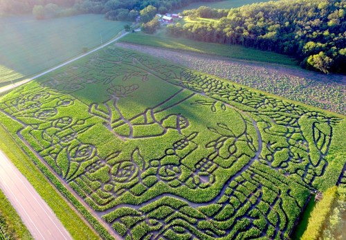 Aerial view of a corn maze featuring intricate designs of flowers and animals in a green field.