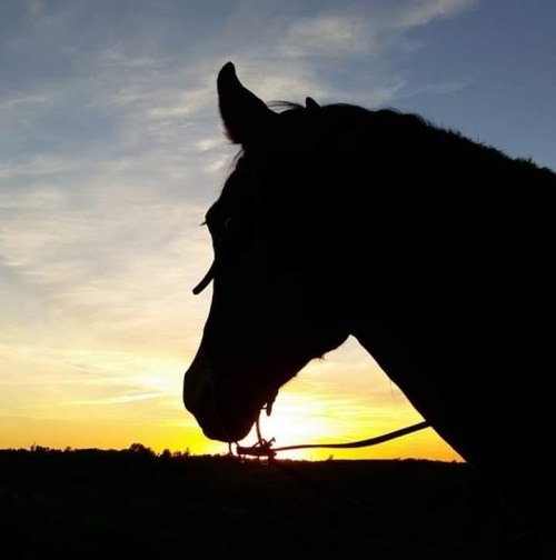 Silhouette of a horse against a colorful sunset sky.