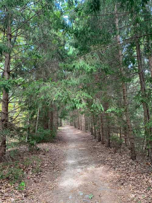 A narrow dirt path winding through a dense forest of tall green trees. Sunlight filters through the foliage.