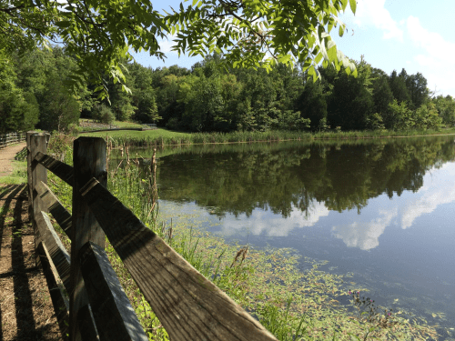 A serene pond surrounded by lush greenery and trees, with a wooden fence along the path. Reflections on the water.