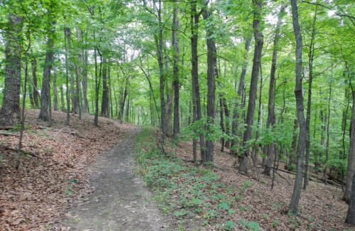A winding dirt path through a lush green forest with tall trees and scattered leaves on the ground.