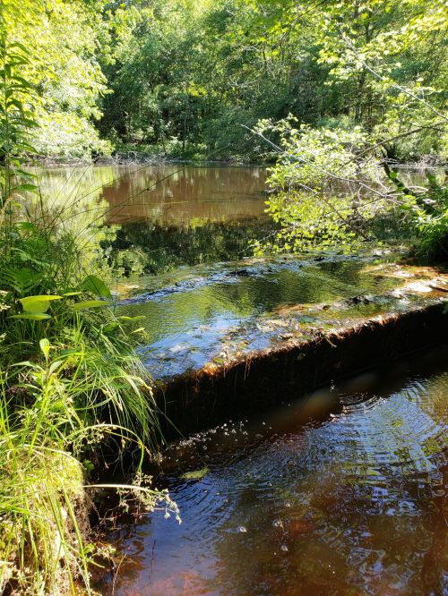 A serene forest scene featuring a calm pond surrounded by lush greenery and sunlight filtering through the trees.