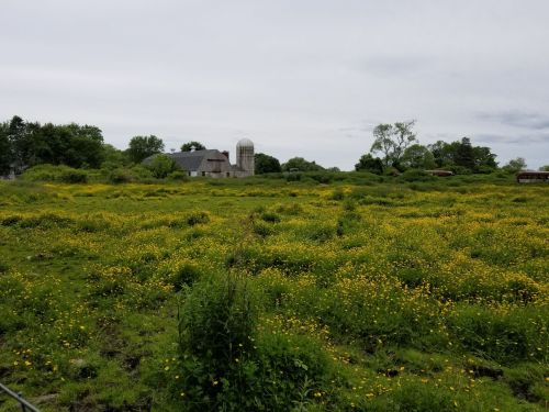 A field of yellow wildflowers with a barn and silo in the background under a cloudy sky.